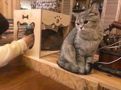 -猫色咖啡·猫咖