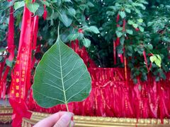 -西双版纳总佛寺