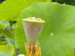 -国家植物园