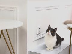 -Heymao猫咖.咖啡厅(东门店)