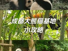 -成都大熊猫繁育研究基地
