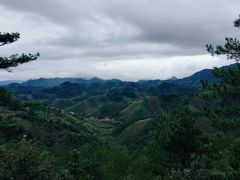 -天目山大树王景区