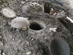 -陈岱后山窑鸡店