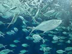 -上海海洋水族馆