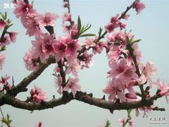 -南汇桃花村