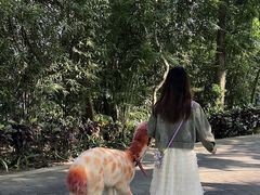 -三亚亚龙湾人间天堂鸟巢度假村