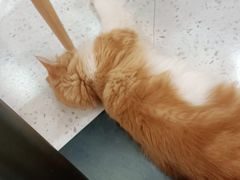 -喵园·猫主题咖啡厅·撸猫·猫咖(国贸店)