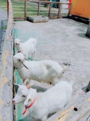 -前小桔亲子创意农场·草莓采摘·露营烧烤