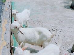 -前小桔亲子创意农场·草莓采摘·露营烧烤