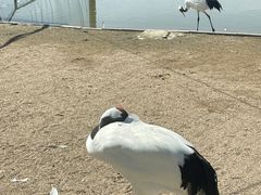 -盐城丹顶鹤湿地生态旅游区