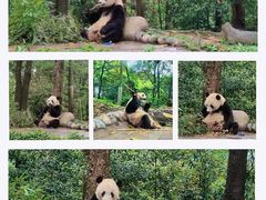 -中国大熊猫保护研究中心雅安碧峰峡基地