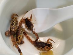 -鸽鸟轩(石岐店)