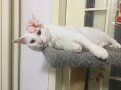 -瑞派福兴宠物医院犬猫全科·骨科·中西医结合(河东店)