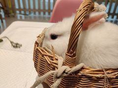 -RU DUCK柯尔鸭公社·撸鸭俱乐部·羊驼·小香猪