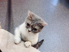-猫色咖啡·猫咖