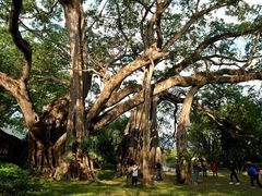 -瑞丽独树成林风景区