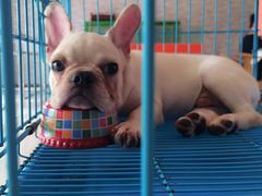 -皇家名犬舍