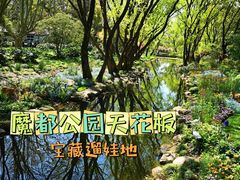 -上海共青森林公园