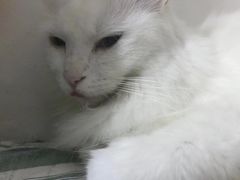 -凯特喵百思猫专科医院