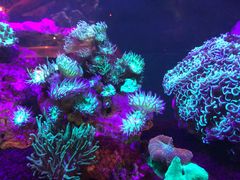 -悉尼海洋生物水族馆