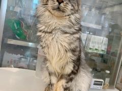 -楼上猫咖(罗湖店)