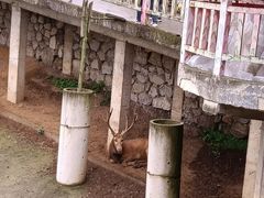 -贵州森林野生动物园