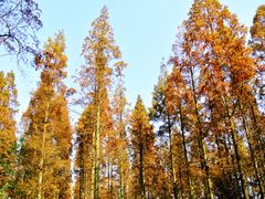 调色后。。。-上海怡沁园度假酒店