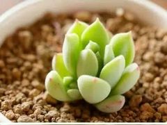 -昆山招商花园城