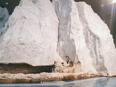 -帝企鹅自助餐厅•儿童岛•真企鹅(长隆企鹅酒店)