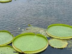-荷塘月色湿地公园·向阳花洲