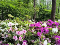 -上海共青森林公园