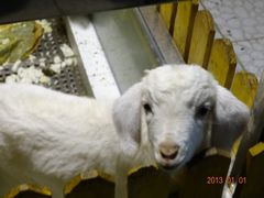 DSC00677-上海大自然野生昆虫馆
