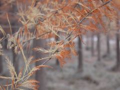 -小芝红树林