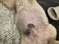 -美联众合动物医院·24h转诊中心