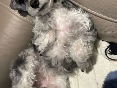 -爱派特动物医院·全科诊疗中心