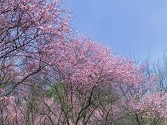 -龙头寺公园