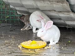 -中国扬子鳄村