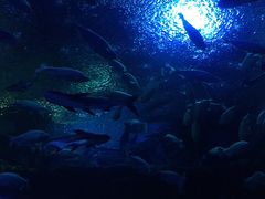 -成都浩海立方海洋公园