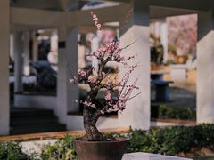 -南京古林公园