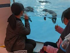 -帝企鹅自助餐厅•儿童岛•真企鹅(长隆企鹅酒店)