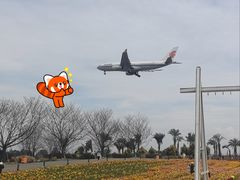 -空港花田景区