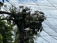 -吉隆坡雀鸟公园