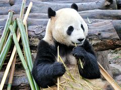 -都江堰中华大熊猫苑
