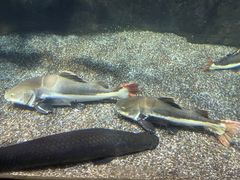 -太平洋海底世界