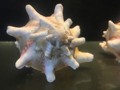 -广东惠东海龟国家级自然保护区