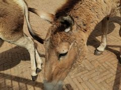 -秦皇岛野生动物园