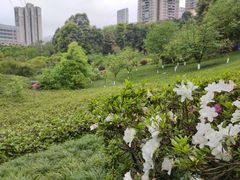 -龙头寺公园