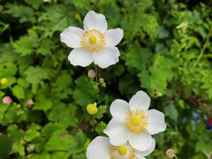 -西岭雪山大飞水景区