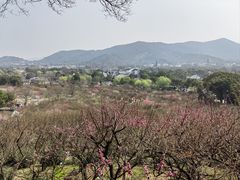 -香雪海
