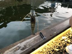 -DGE季风钓虾营地·团建·聚会